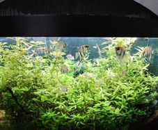 juwel Trigon 350