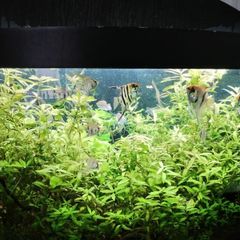 juwel Trigon 350