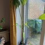 Avocado Trees Image 4
