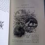 The Fairy-Land of Science by Arabella B. Buckley 1879 Image 4