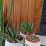 Few plant pots, in different varieties. Image 5