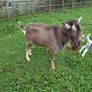 Billy Goat Image 2