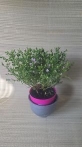 Boronia