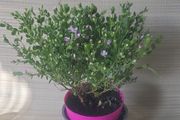 Boronia Long flowering