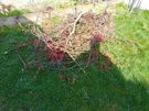 rubbish removal Image 3