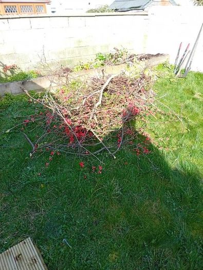 rubbish removal / garden clearance