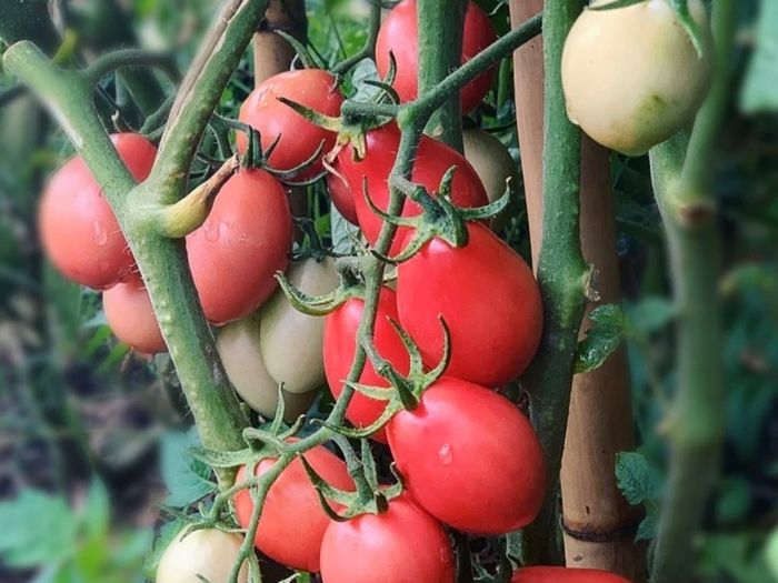 (T) Tomato Pink Thai Egg 0.1g