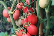 (T) Tomato Pink Thai Egg 0.1g