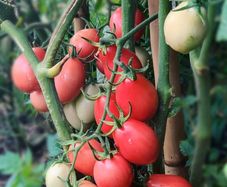(T) Tomato Pink Thai Egg 0.1g