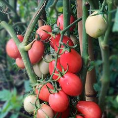 (T) Tomato Pink Thai Egg 0.1g