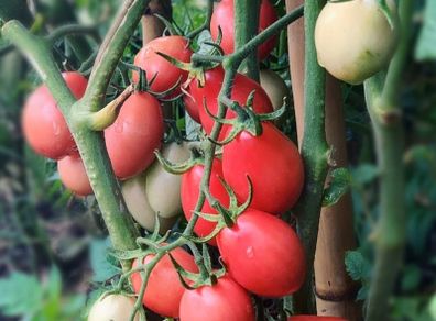 (T) Tomato Pink Thai Egg 0.1g