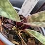 Paphiopedilum Vinicolor Schwarze Madonna callosum Vinicolor, Rare Slipper Orchid Image 4