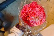 pink carnations on stems bundle wholesale