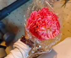 pink carnations on stems bundle wholesale