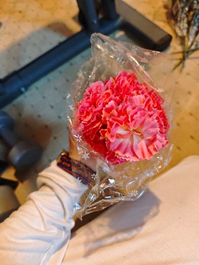 pink carnations on stems bundle wholesale