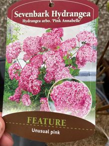Hydrangea - Pink Annabelle x 2