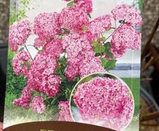 Hydrangea - Pink Annabelle x 2
