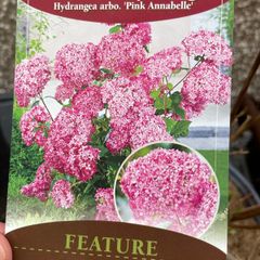 Hydrangea - Pink Annabelle x 2