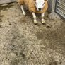 Texel  ram lamb Image 4
