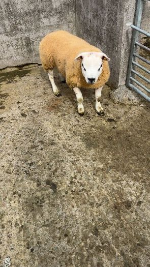 Texel  ram lamb