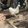 hatching silkie eggs Image 3