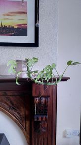 climbing plant