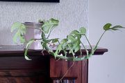 climbing plant