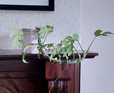 mini monstera