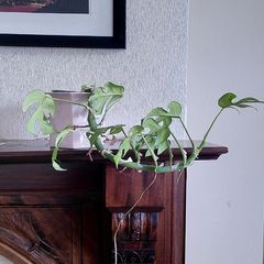 climbing plant