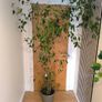 Ficus  Benjamina weeping fig large plant Image 2
