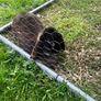 Minnie lop rabbit Image 3