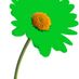 greendaisy