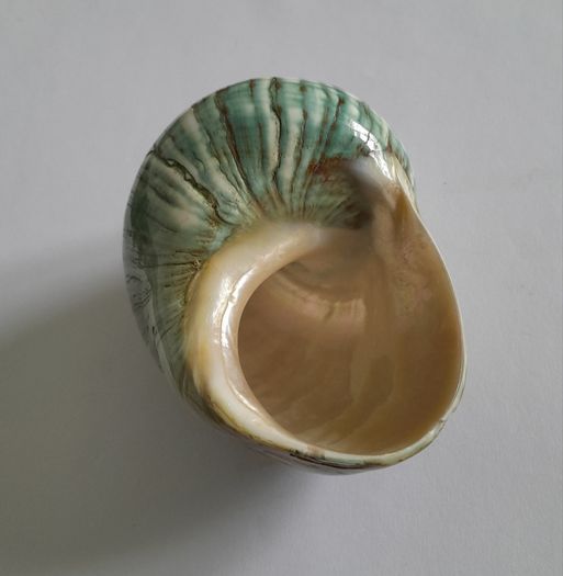 Polished -  'Jade Turbo' -  Shell