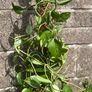 plant Image 2