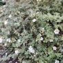 Plant Image 2