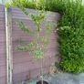 katsura tree, cercidiphyllum japonicum Image 2