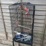 bird cage REDUCED Image 2