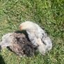 pekin pairs Image 5
