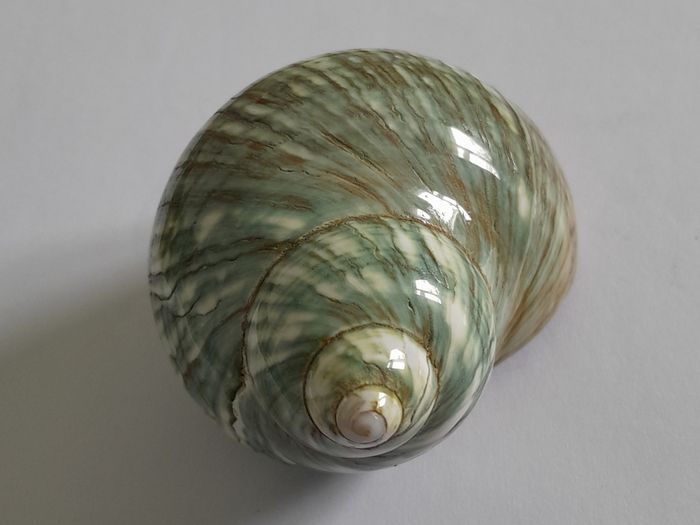 Polished -  'Jade Turbo' -  Shell