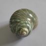 Polished -  'Jade Turbo' -  Shell Image 3