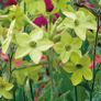 (N) Nicotina Lime Green seeds 0.1g (415724) Image 2