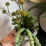plant Image 2
