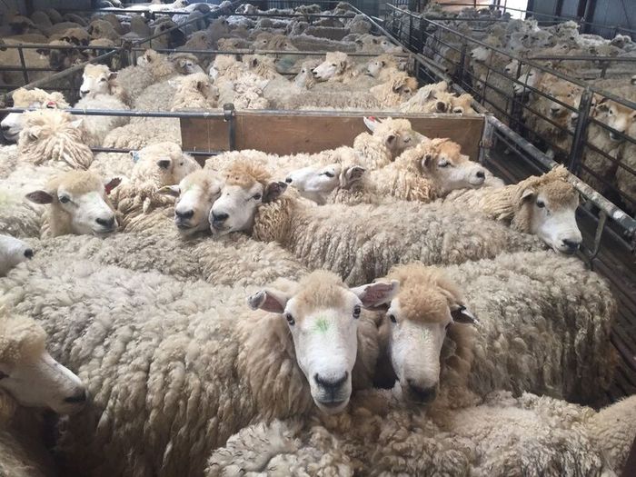 Organic grazing wanted