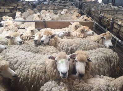 Organic grazing wanted