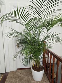 Kentia