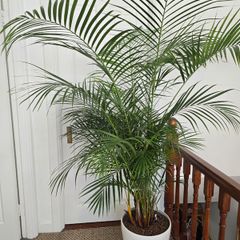 Kentia