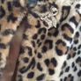 Super Soft Ladies Leopard Print Faux Fur Jacket: Size 10 (with brooch) Image 3
