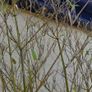 Bamboo plants Image 5