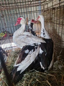ducks