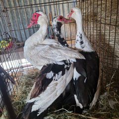 ducks